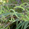 Silverleaf desmodium