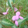 Silverleaf desmodium