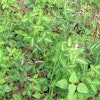 Silverleaf desmodium