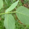 Silverleaf desmodium
