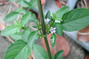 (Photo: Sheldon Navie)