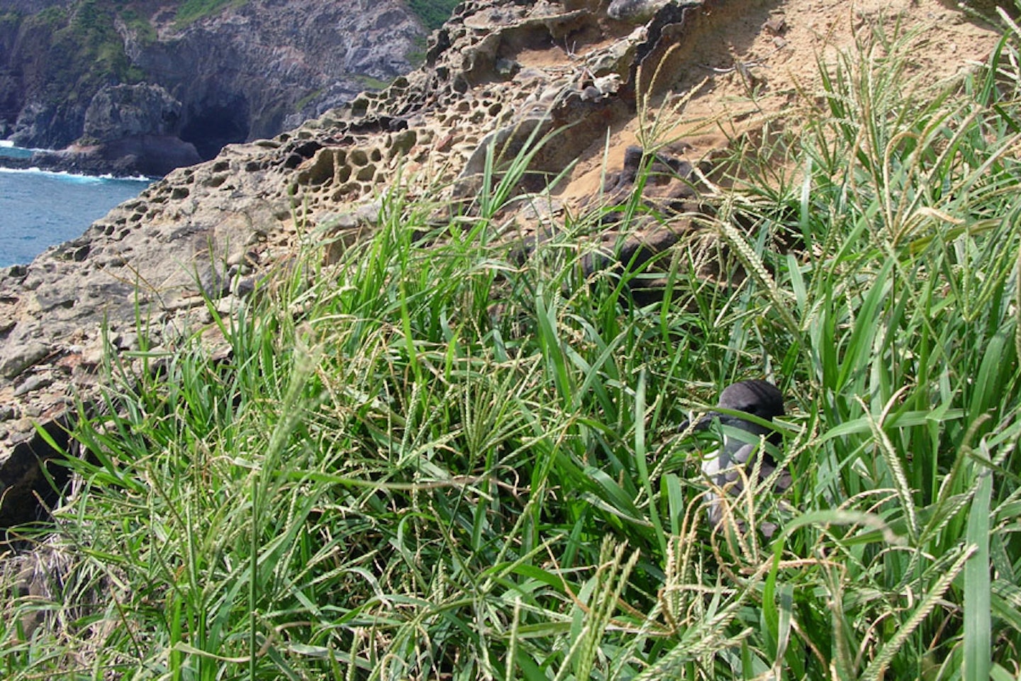 (Photo: Forest and Kim Starr, USGS)