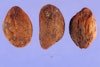 (Photo: Steve Hurst at USDA PLANTS  Database)