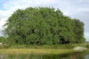 (Photo: Forest and Kim Starr, USGS)