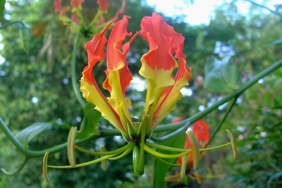 Glory lily on sale