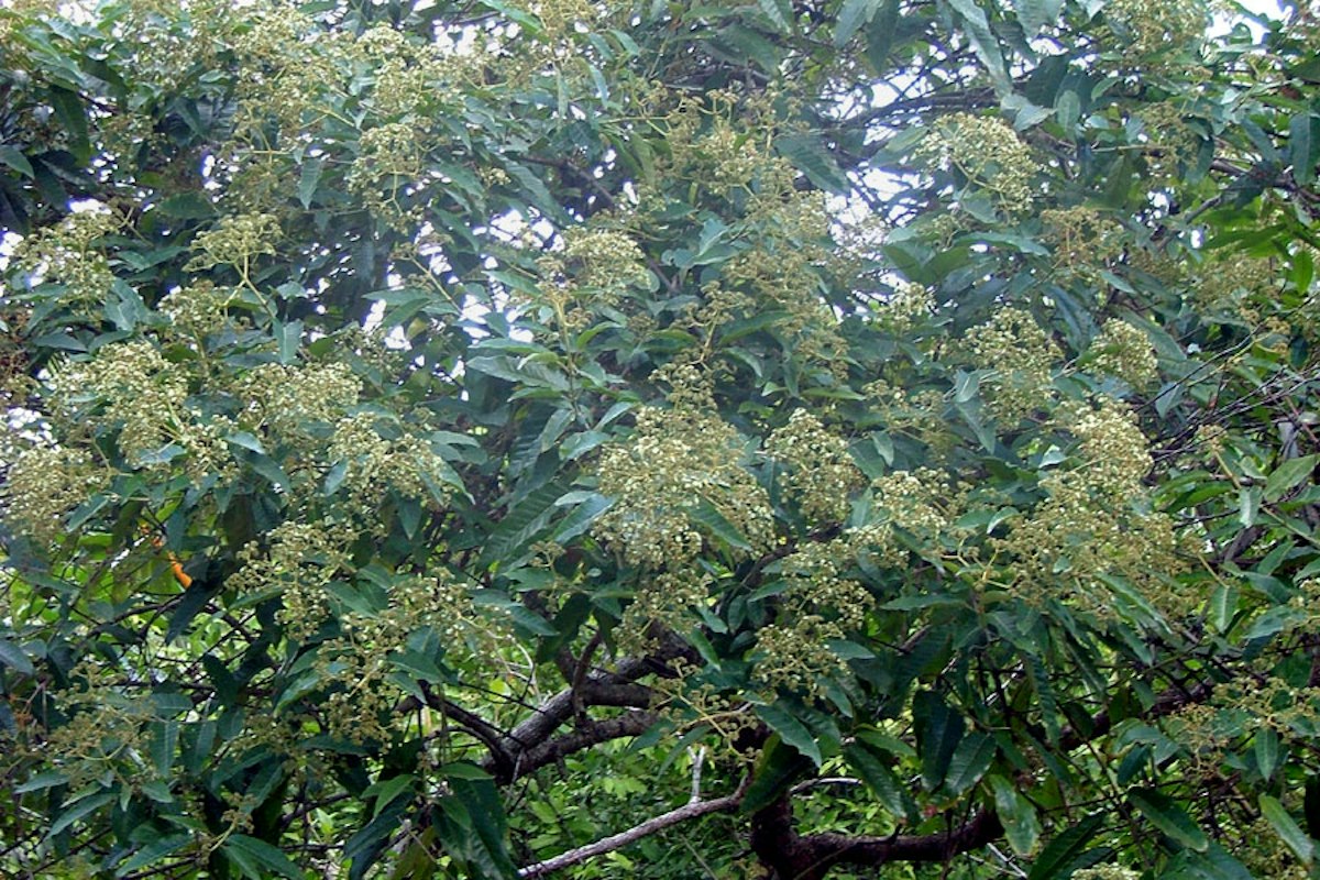 Harungana