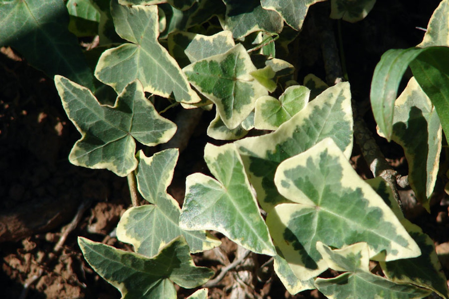 Weeds: English ivy – Hedera helix, Hortsense