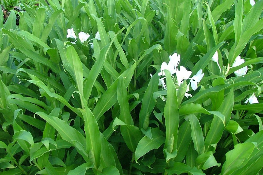 White ginger