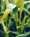 (Photo: Land Protection, QDNRW) 