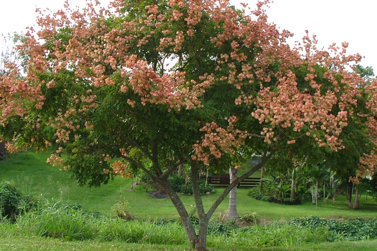 Golden Rain Tree