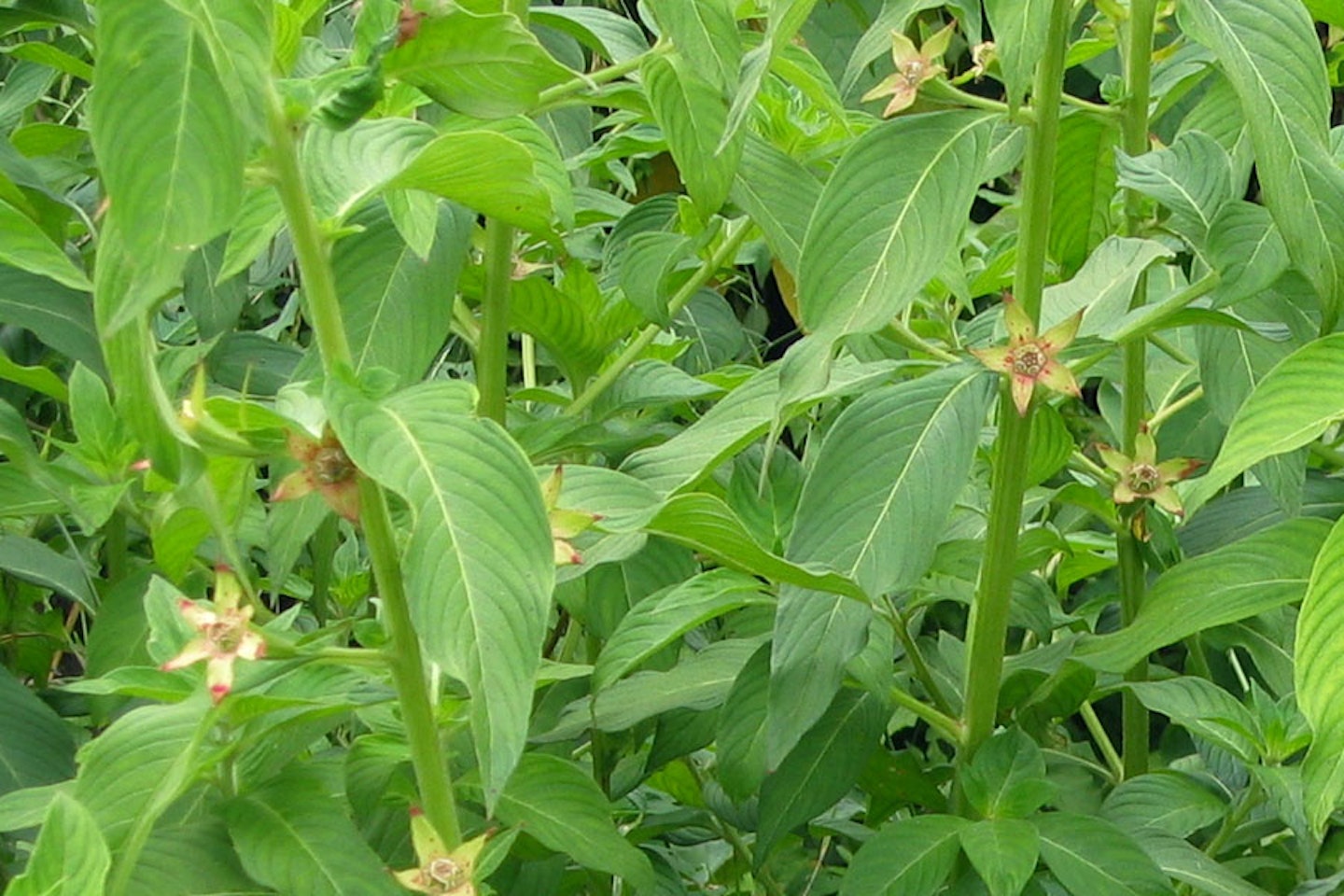 Peruvian primrose