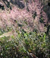 (Photo: Forest and Kim Starr, USGS)