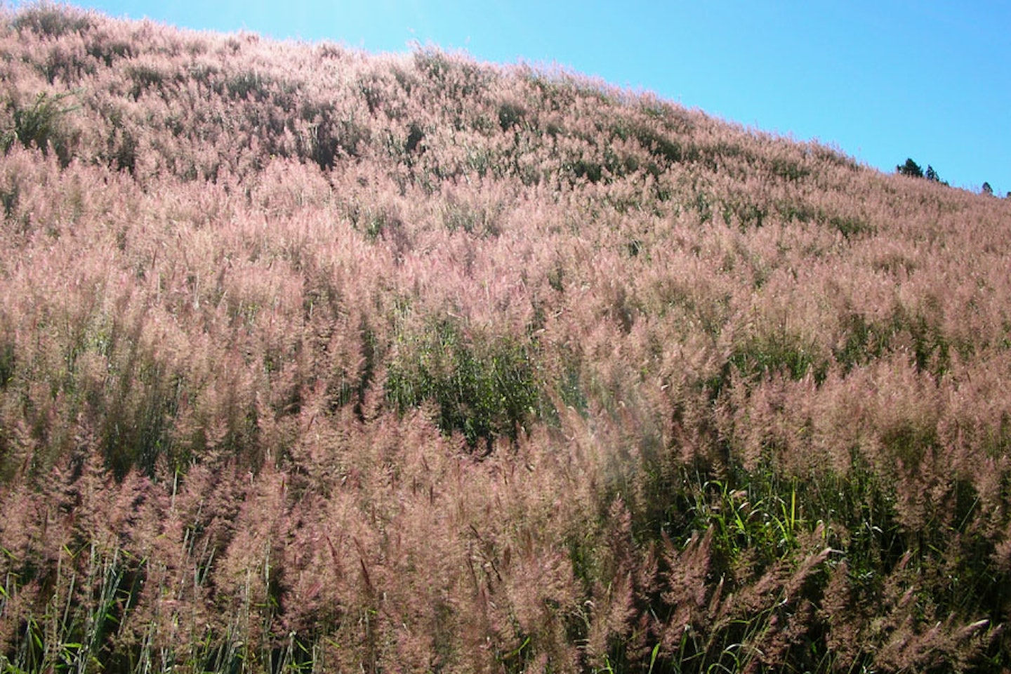 (Photo: Forest and Kim Starr, USGS)