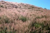 (Photo: Forest and Kim Starr, USGS)