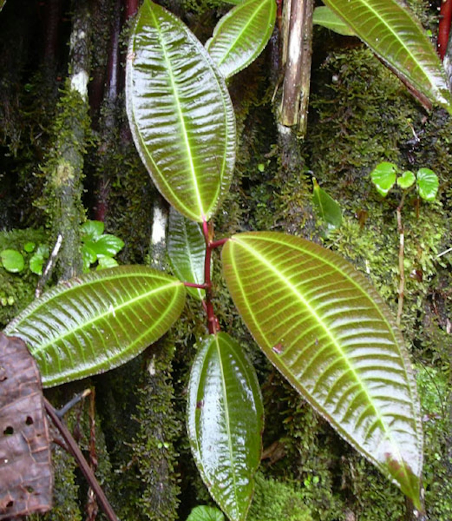 (Photo: Forest and Kim Starr, USGS)