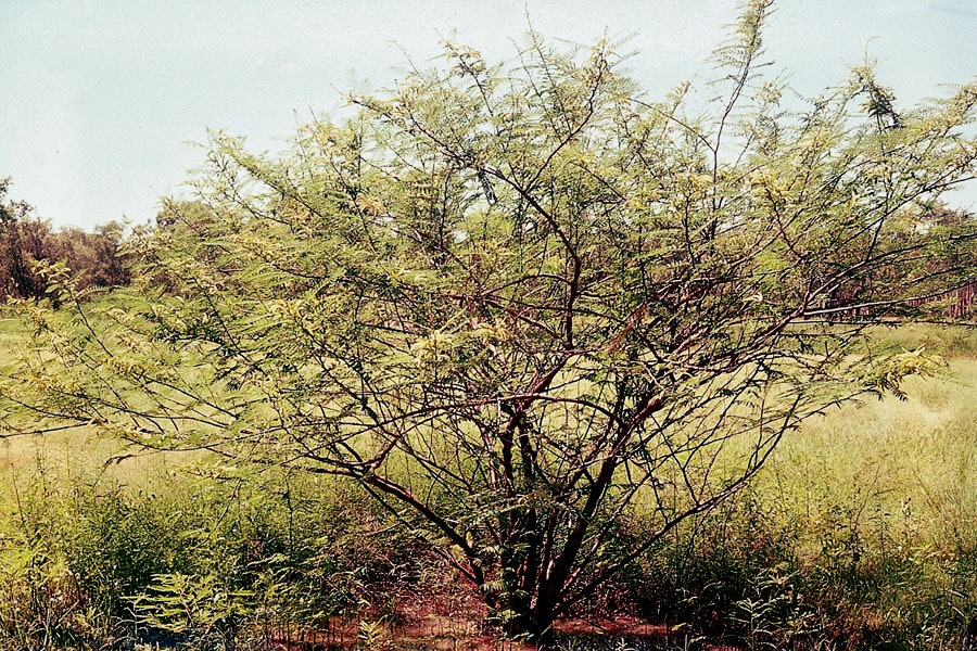 Giant sensitive tree