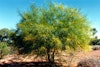 (Photo: Land Protection, QDNRW) 