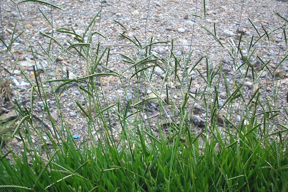 Bahia grass