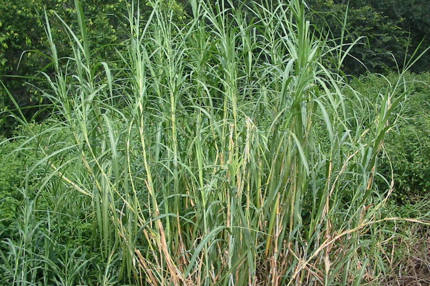 Elephant grass (Pennisetum purpureum)