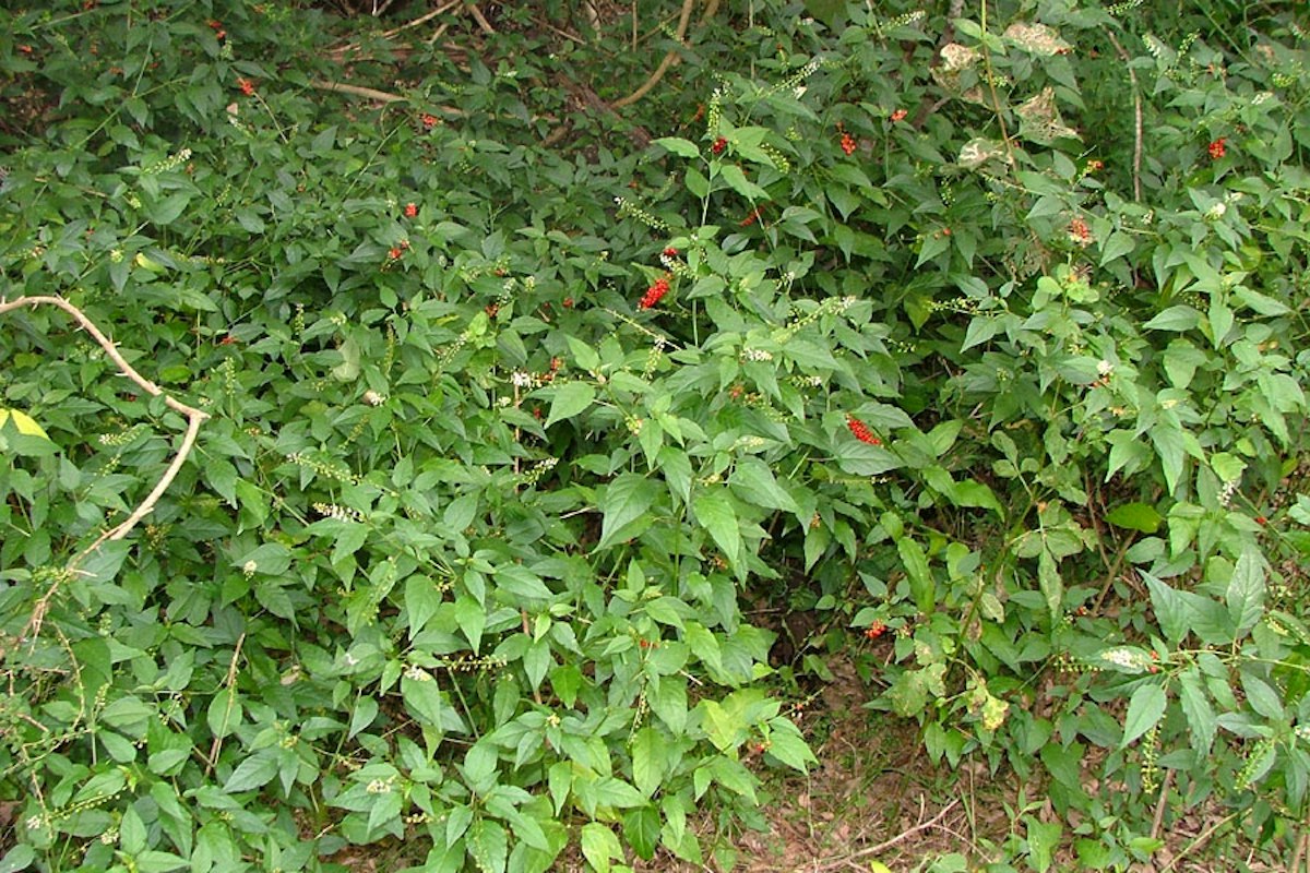 Coral berry.