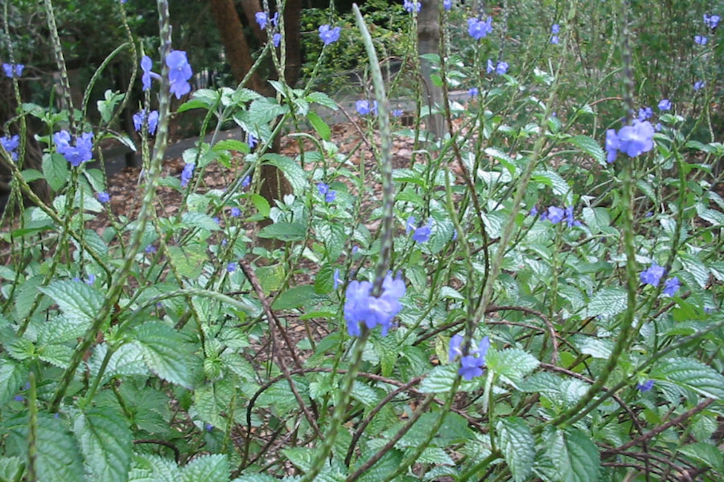 Dark blue snakeweed