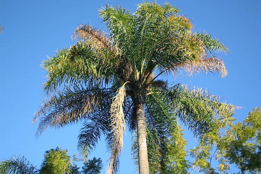 Palm best sale berries dogs