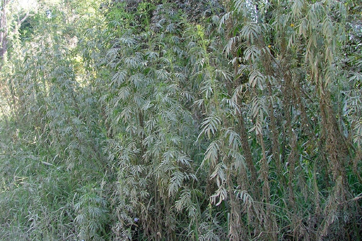 weeds.brisbane.qld.gov.au