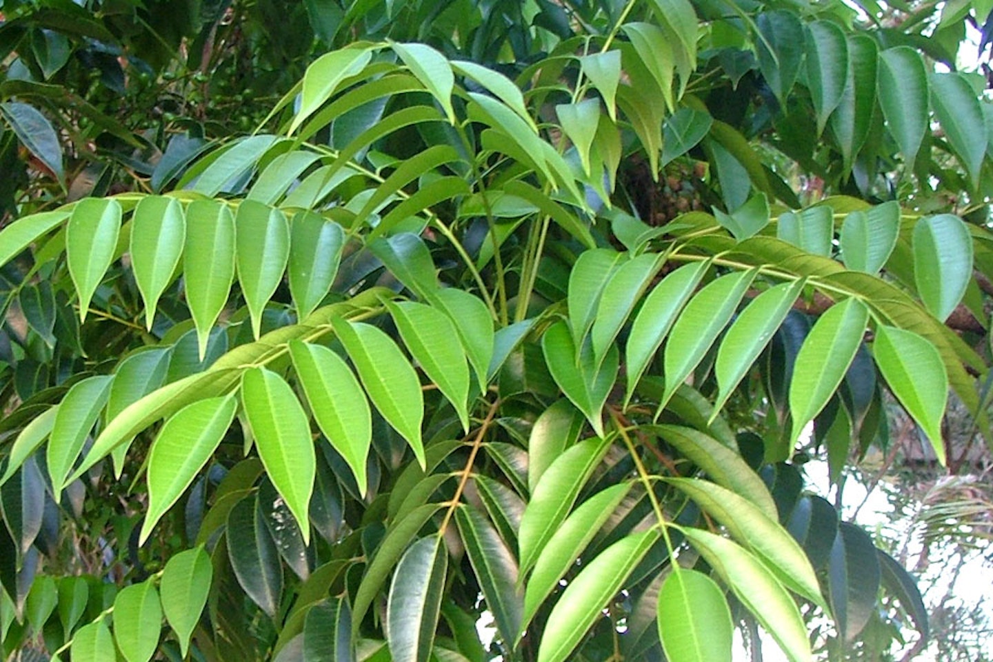 Rhus tree