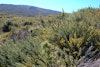 (Photo: Forest and Kim Starr, USGS)