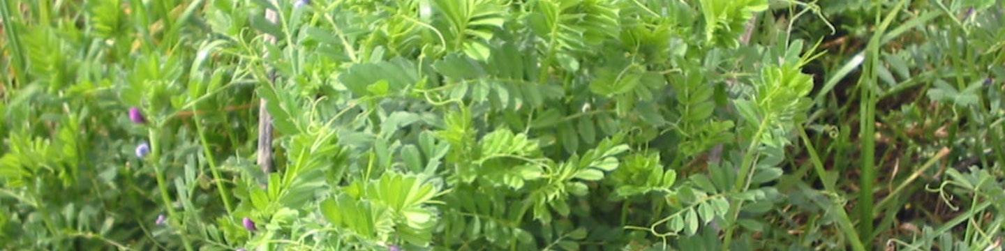 Common vetch
