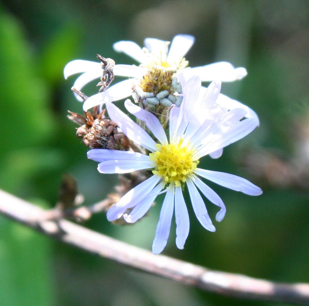 Wild aster