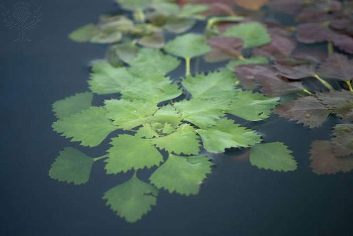 Floating water chestnut