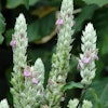 White Shrimp Plant