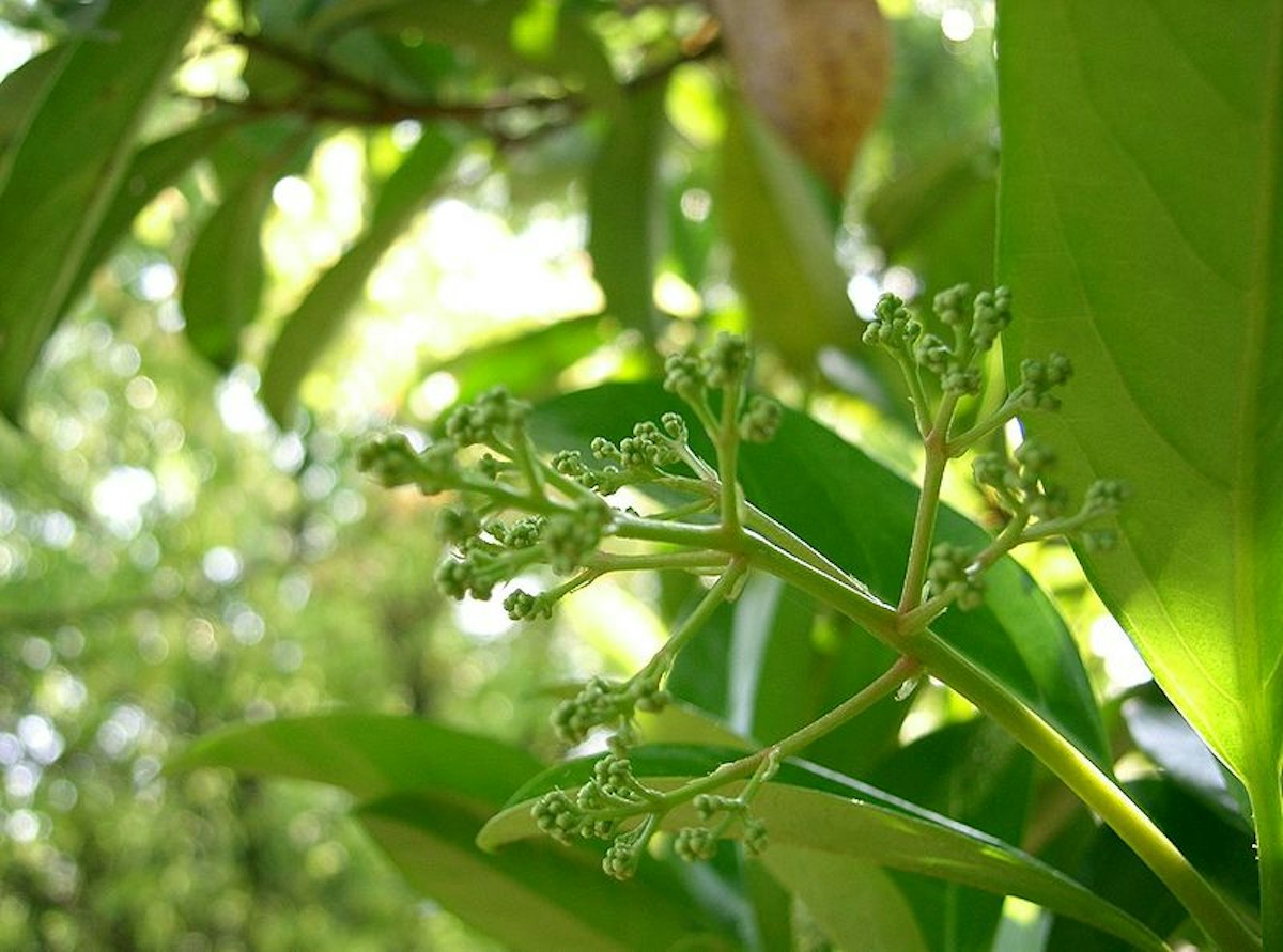 Awabuki Sweet Viburnum