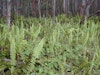 (Photo: Forest and Kim Starr, USGS)