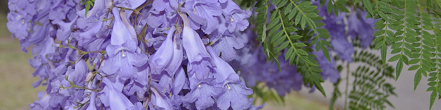Jacaranda