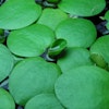 Amazon frogbit