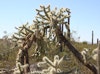 (Photo: Forest and Kim Starr, USGS)