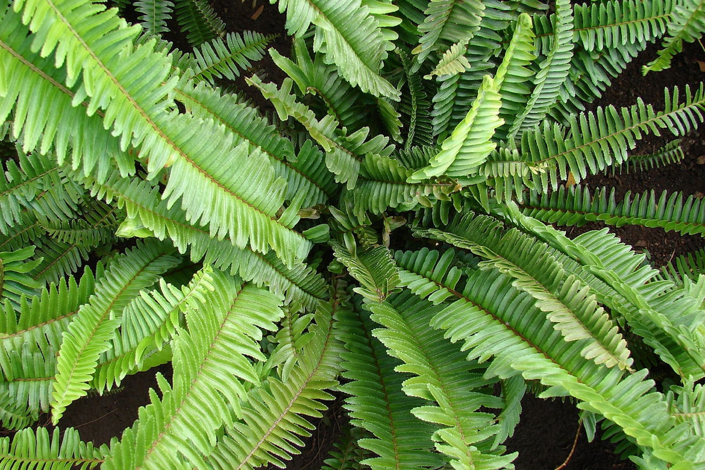 Fishbone fern