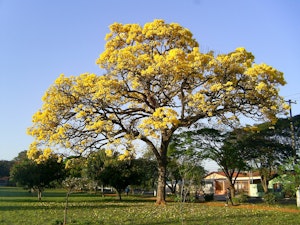 Tarro Tree Taro