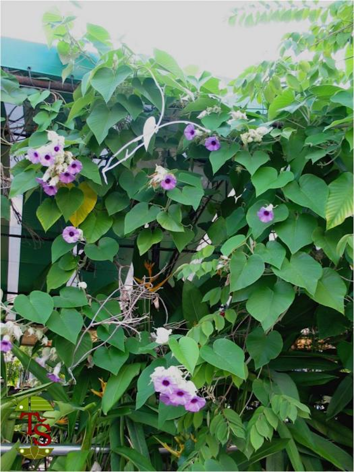Elephant ear vine