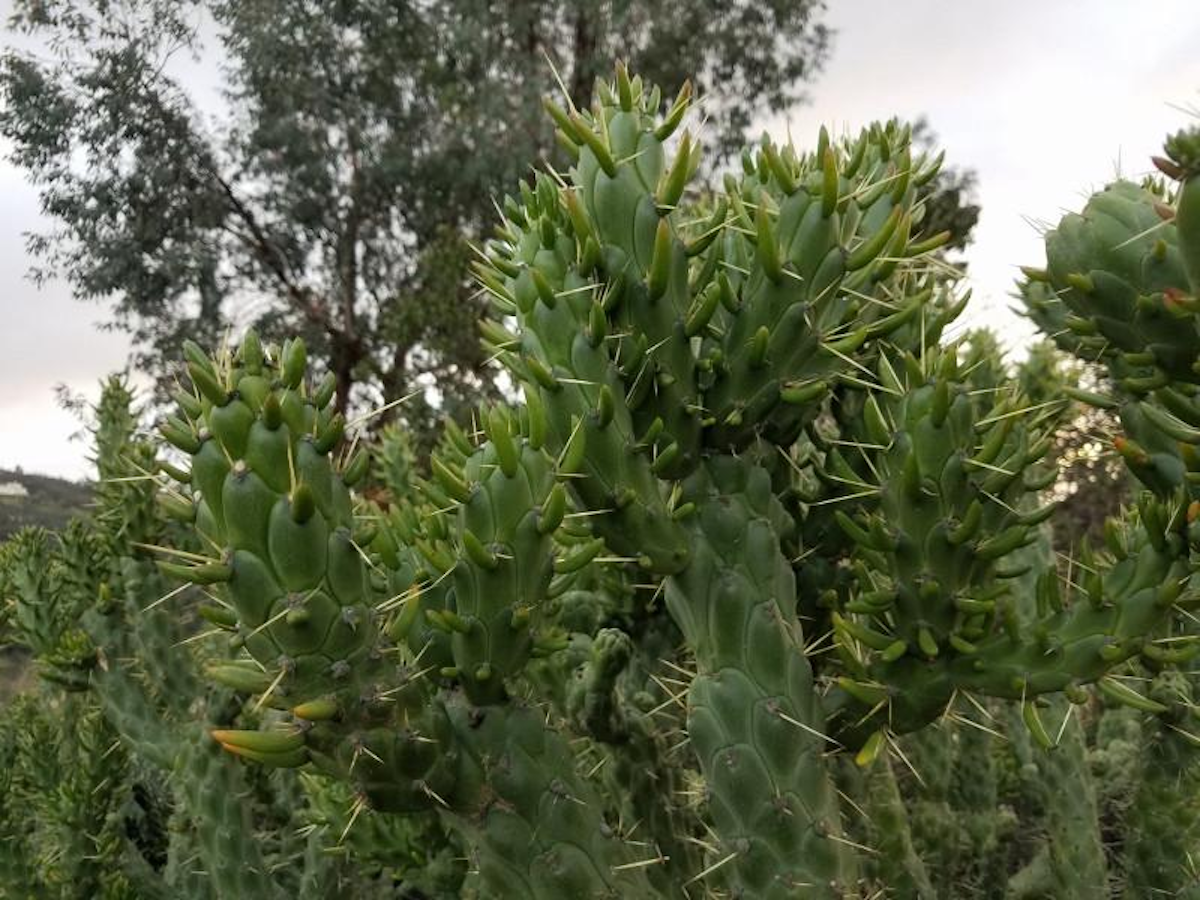 Eve’s pin cactus