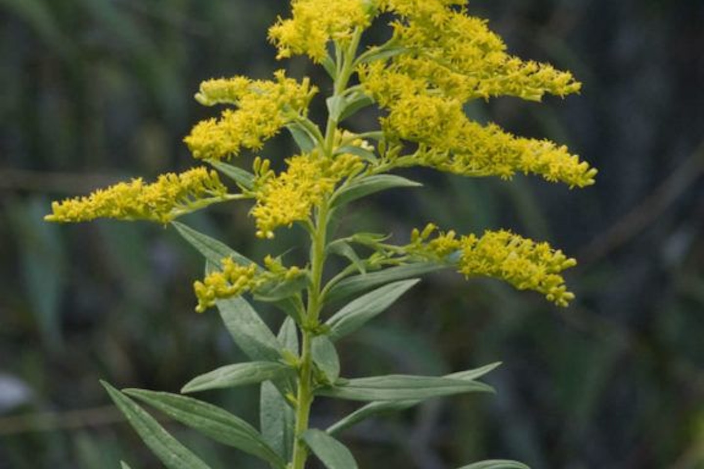 Golden rod