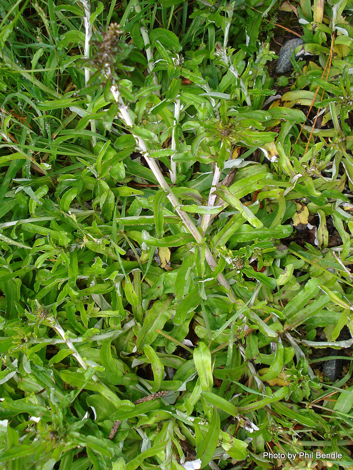 Cudweed