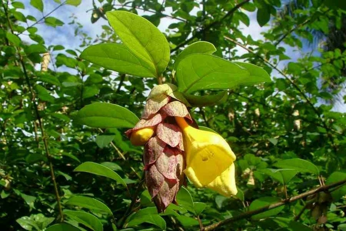 Badhara bush