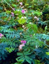 (Photo: Land Protection, QDNRW) 