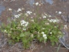 (Photo: Forest and Kim Starr, USGS)