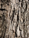 (Photo: Forest and Kim Starr,  USGS)