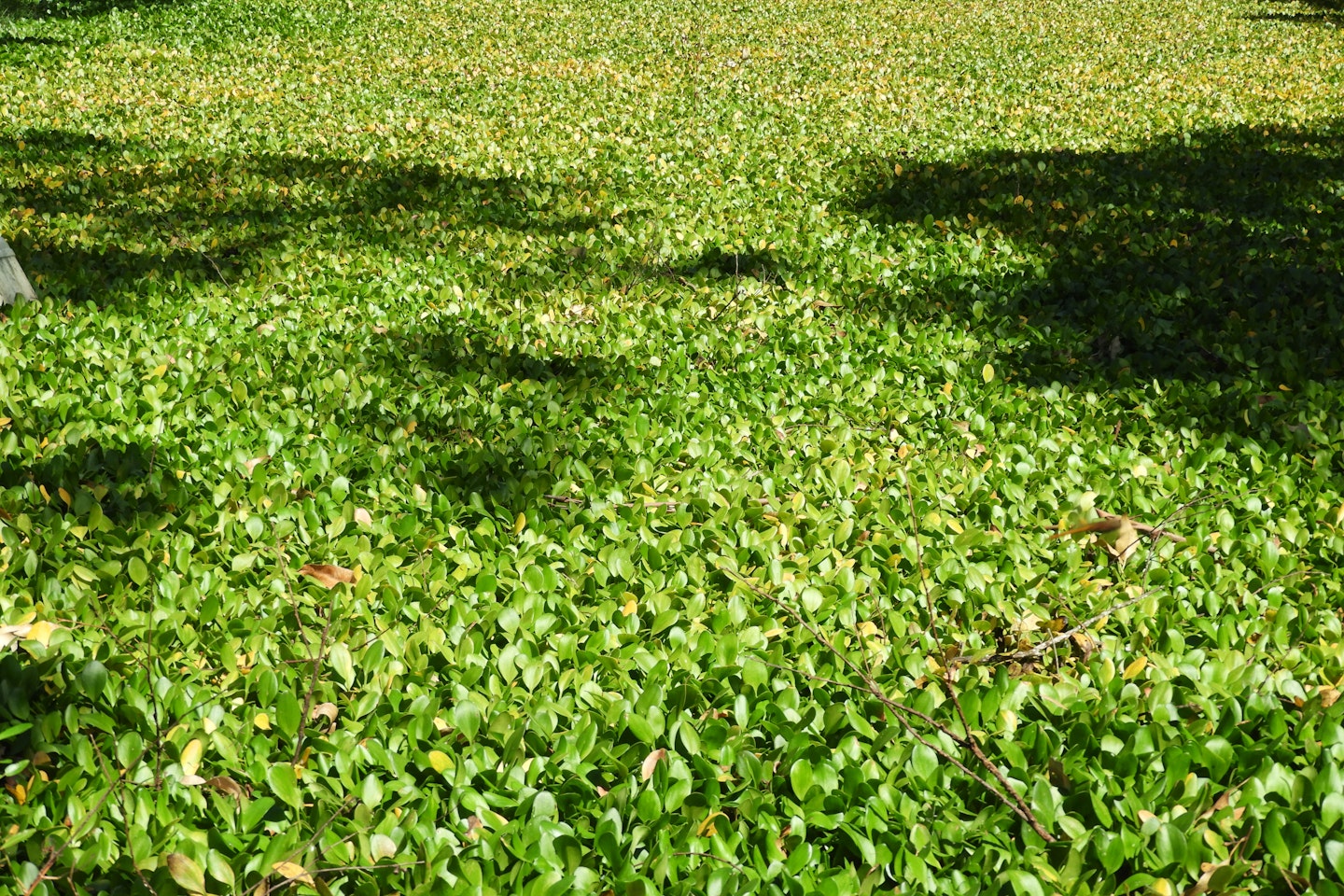 Amazon frogbit