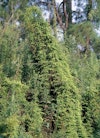 (Photo: James H. Miller, USDA Forest Service)
